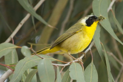 Common Yellowthroat (male)