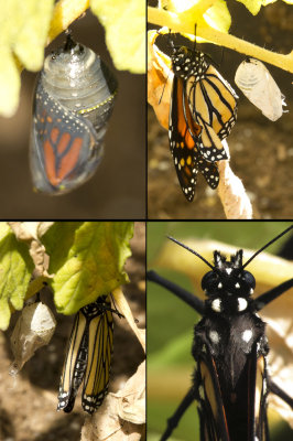 Transition to Monarch Butterfly