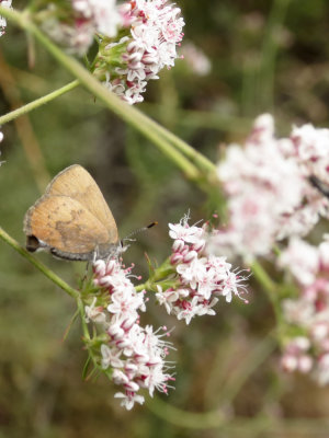 Brown Elfin