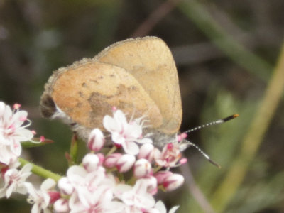 Brown Elfin