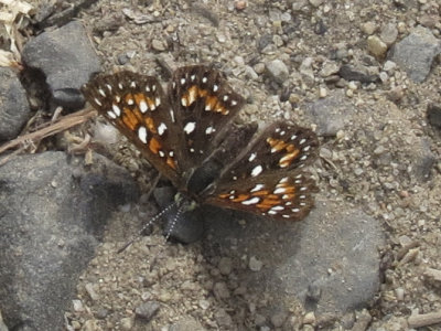 Behr's Metalmark