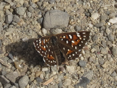 Behr's Metalmark