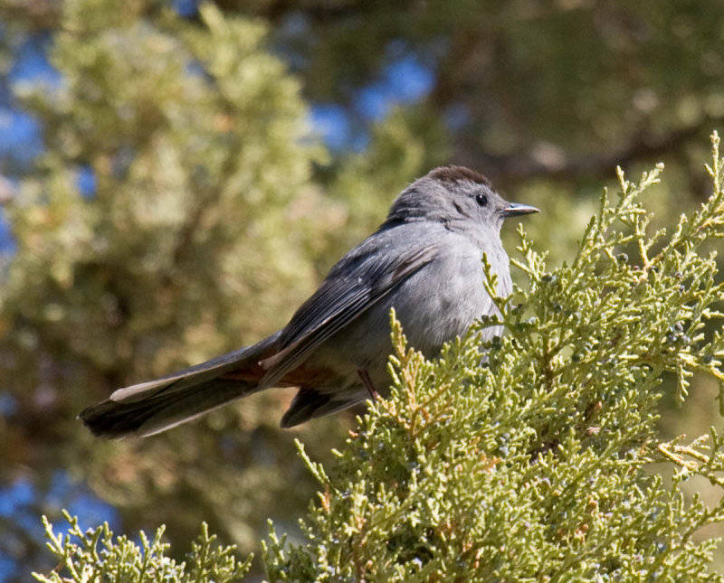 Gray Catbird