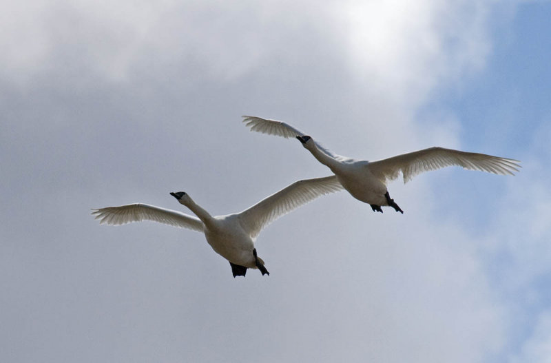 Trumpeter Swan