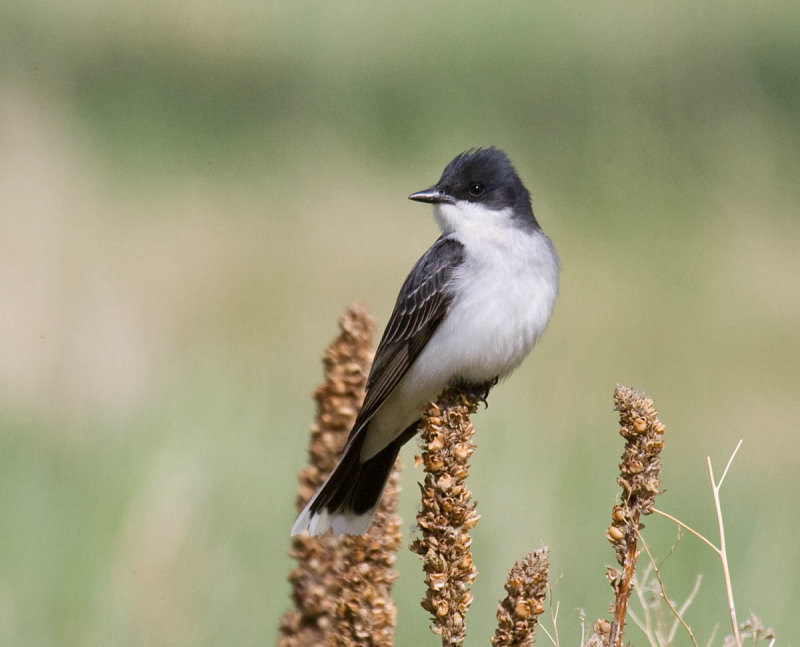 Eastern Kingbird