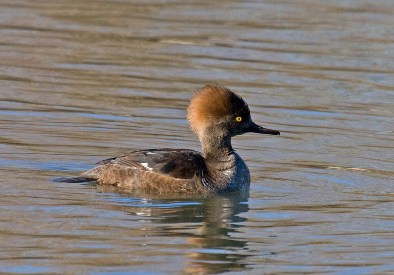 Hooded Merganser
