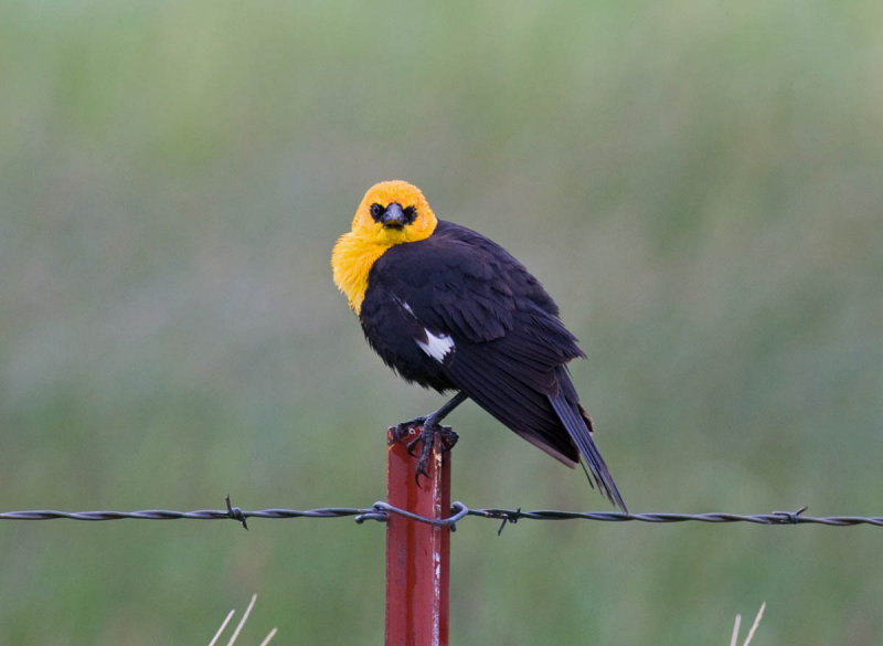 Yellow-headed Blackbird