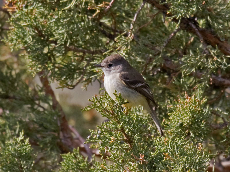 Gray Flycatcher