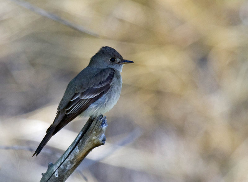 Western Wood-Pewee