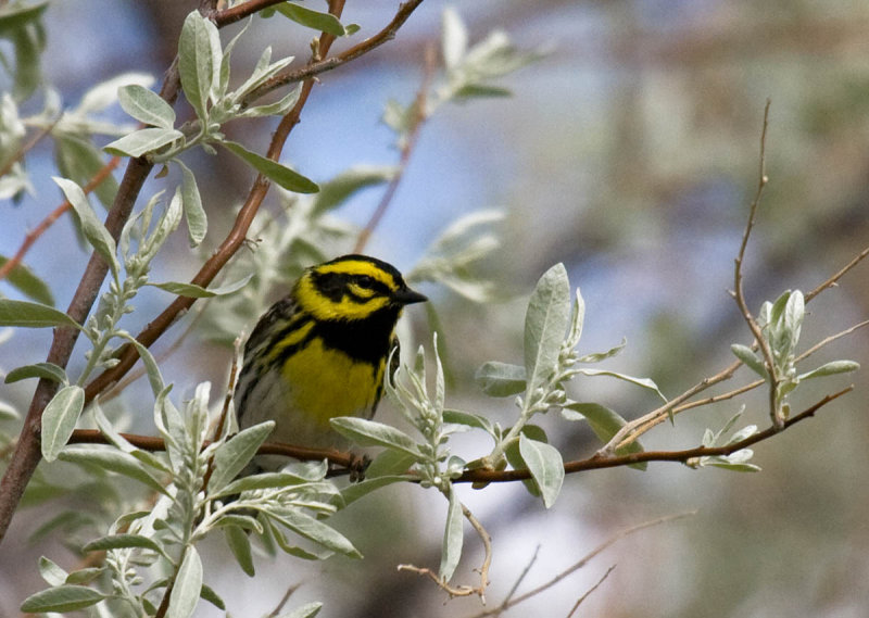 Townsends Warbler