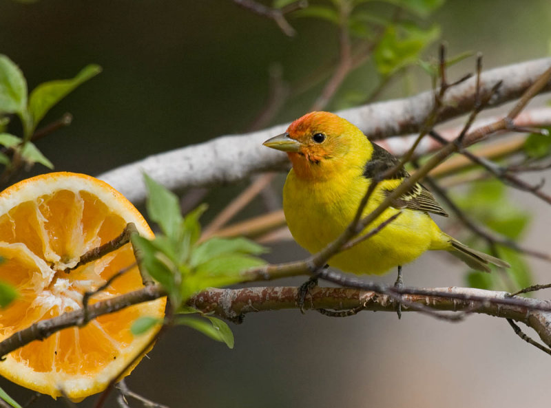 Western Tanager