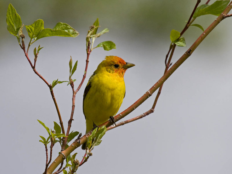 Western Tanager
