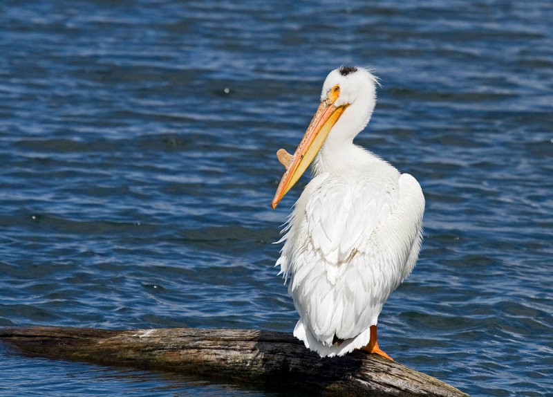 American White Pelican