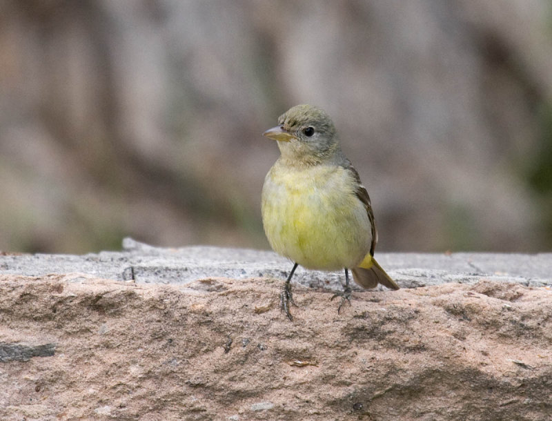 Western Tanager