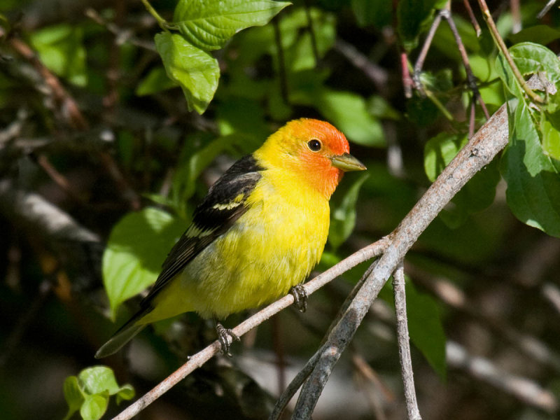 Western Tanager