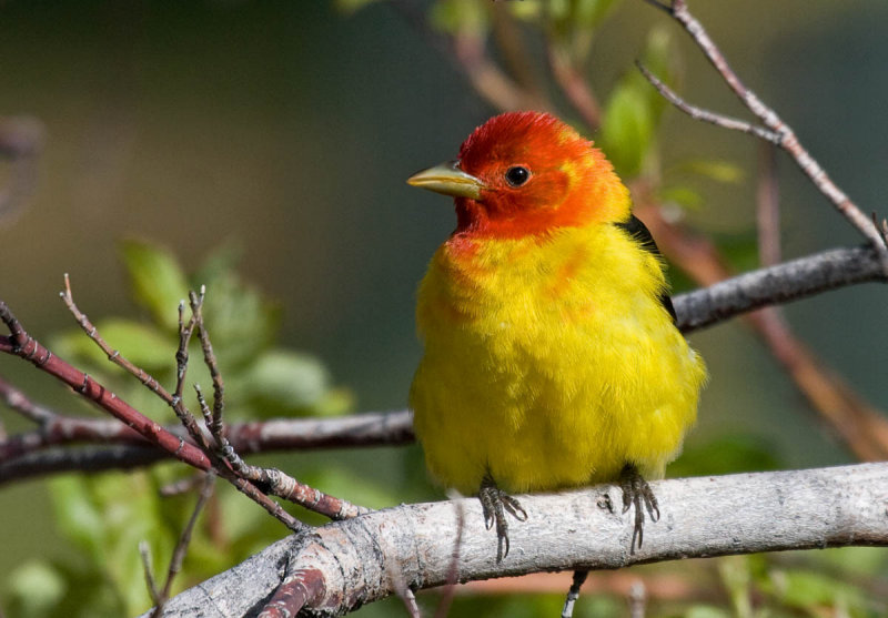 Western Tanager