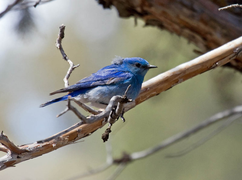 Mountain Bluebird