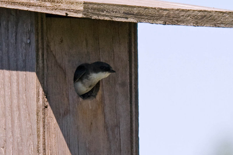 Tree Swallow