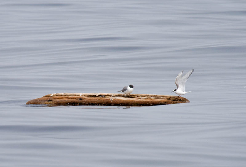 Sabines Gull and Arctic Tern on log