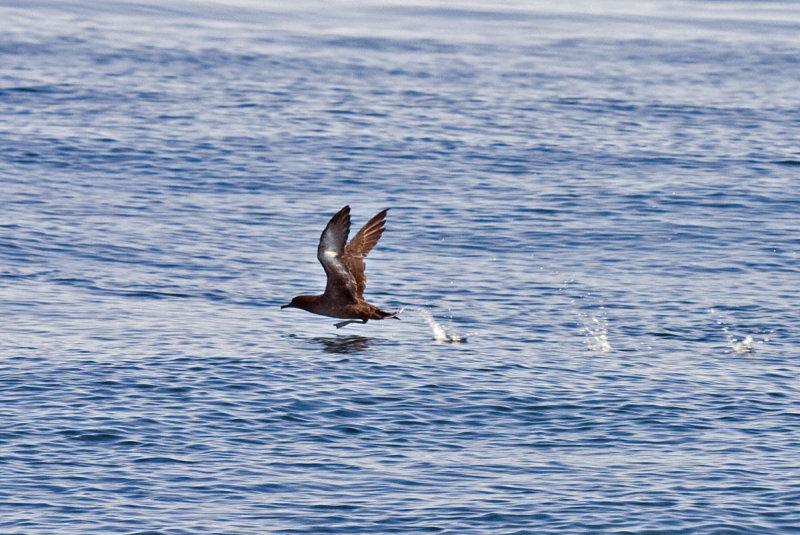 Sooty Shearwater