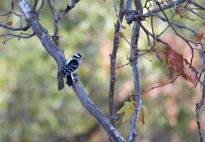 Downy Woodpecker