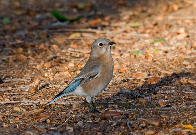 Western Bluebird