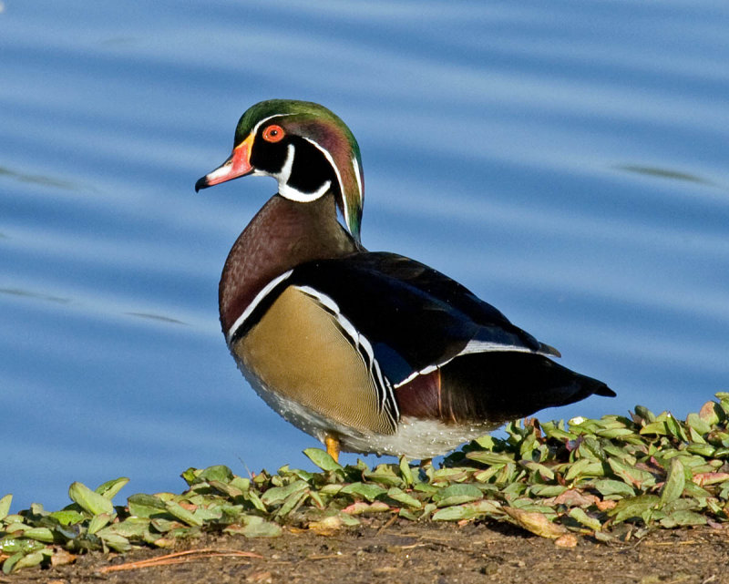 Wood Duck