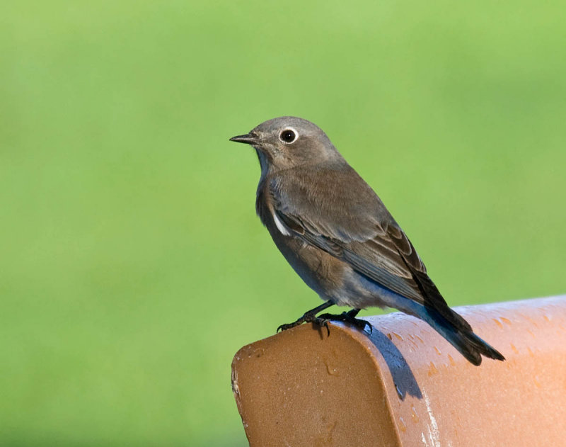 Western Bluebird