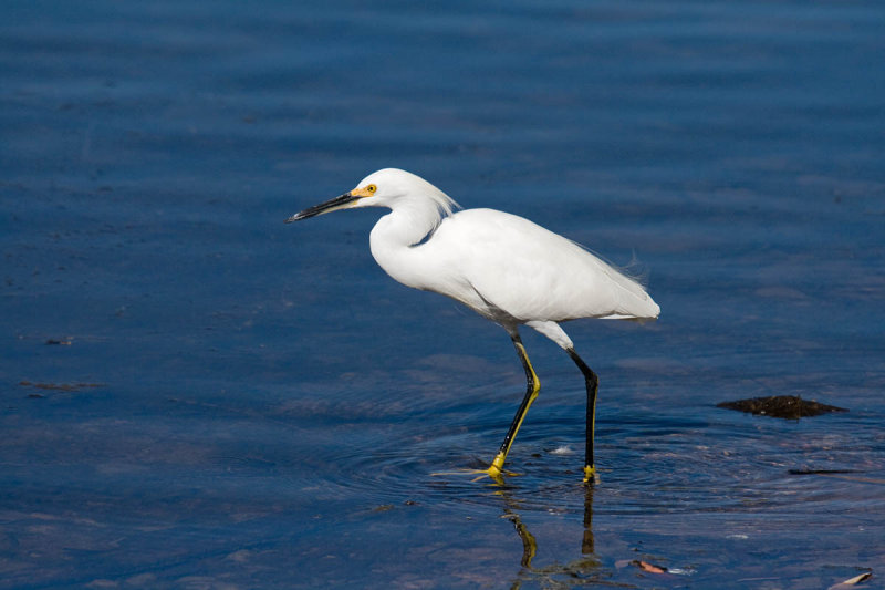 Snowy Egret