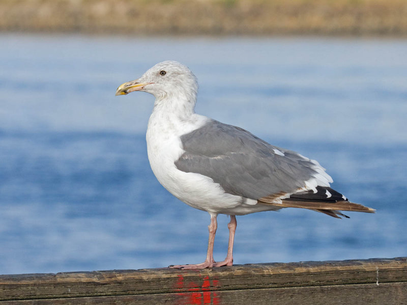 Western Gull