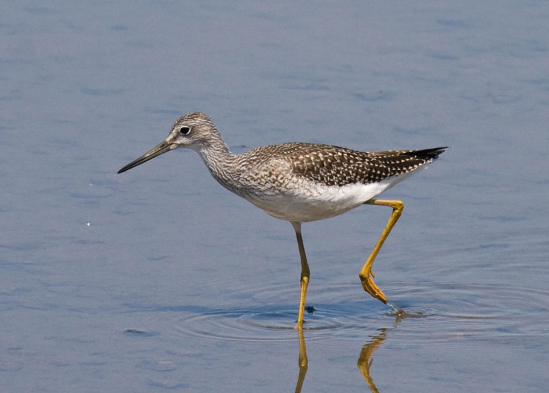 Greater Yellowlegs