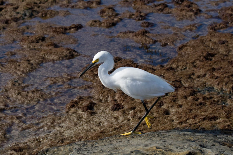 Snowy Egret