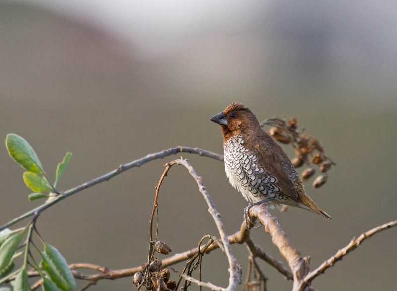 Nutmeg Mannikin (Scaly-breasted Munia)