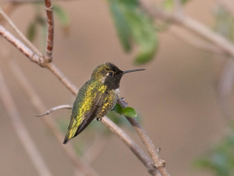 Annas Hummingbird