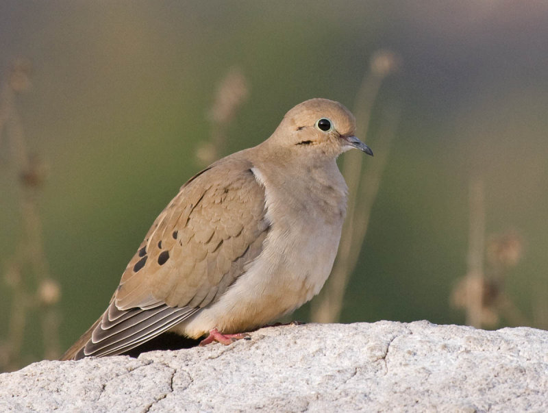 Mourning Dove