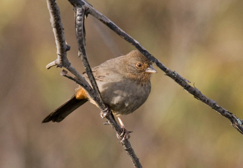 California Towhee