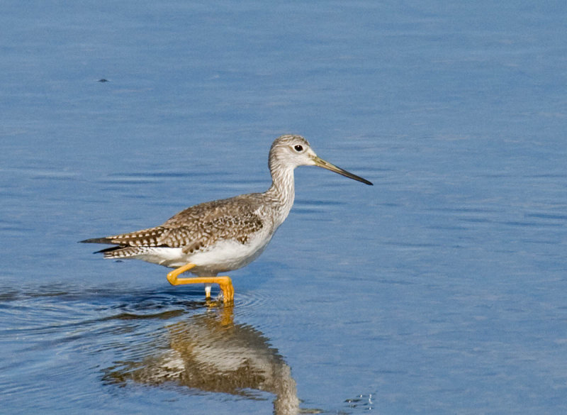 Greater Yellowlegs