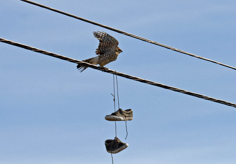 Coopers Hawk and tennis shoes