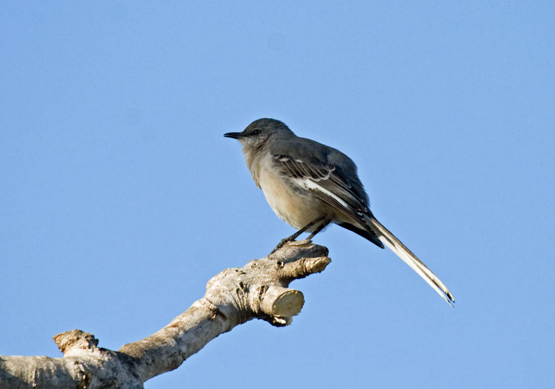 Northern Mockingbird