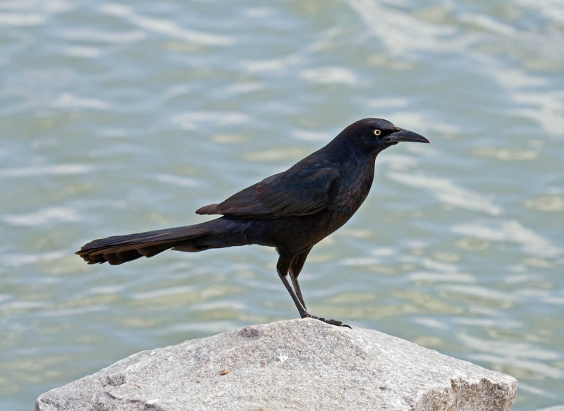 Great-tailed Grackle