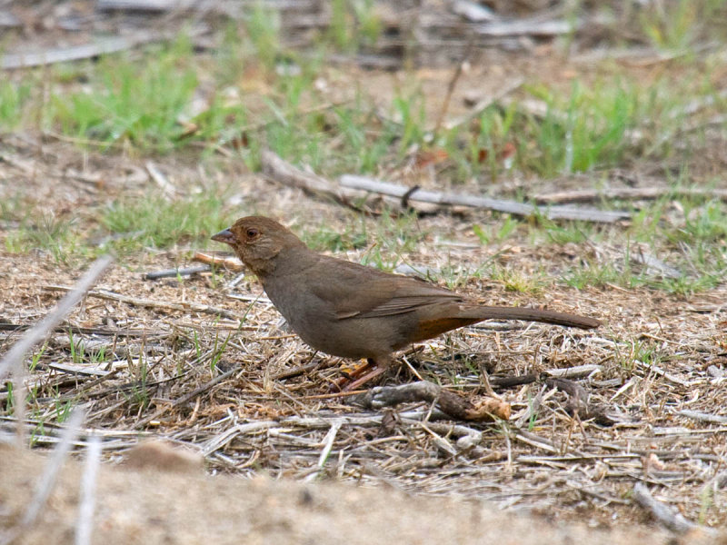California Towhee