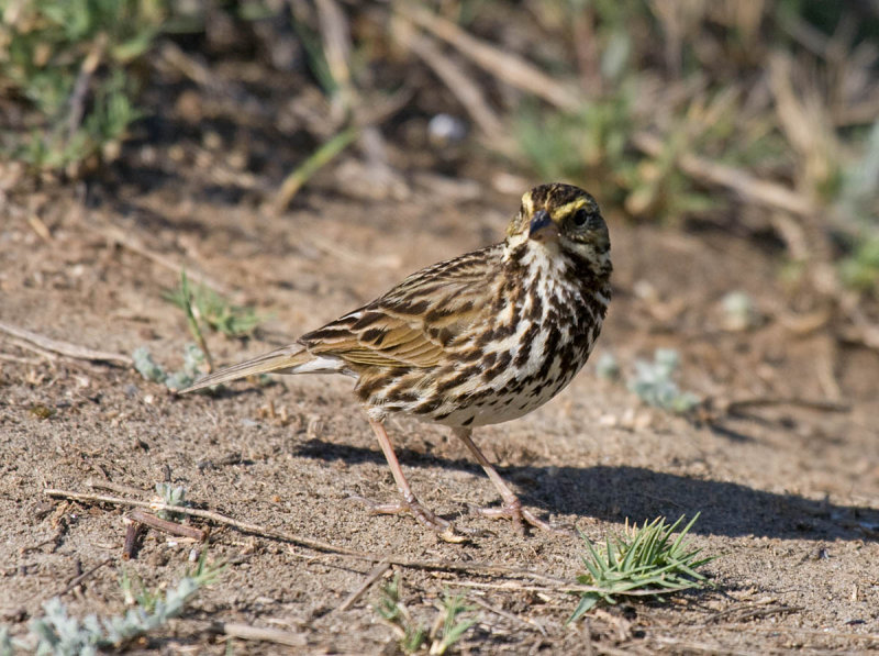 Beldings Savannah Sparrow