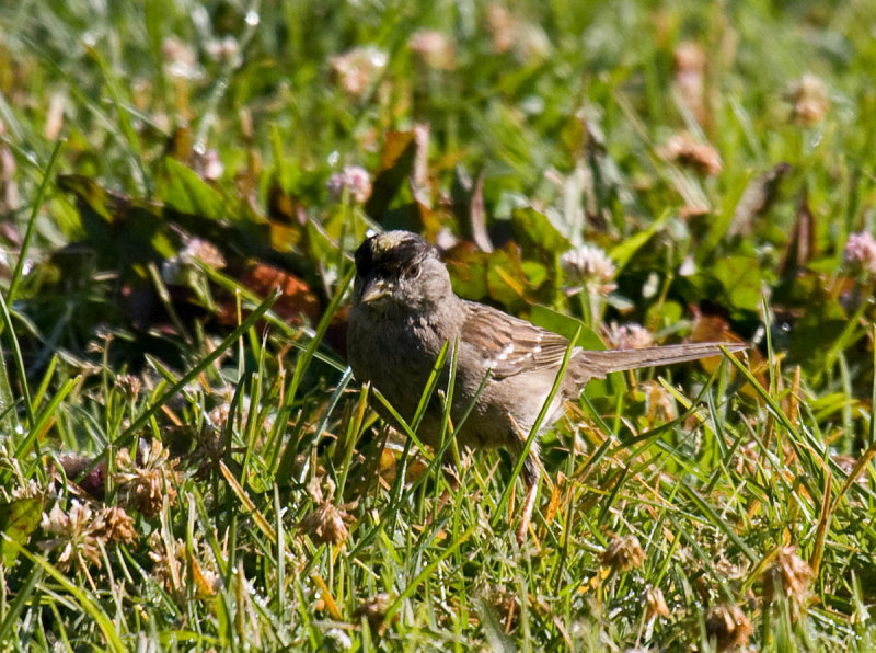 Golden-crowned Sparrow