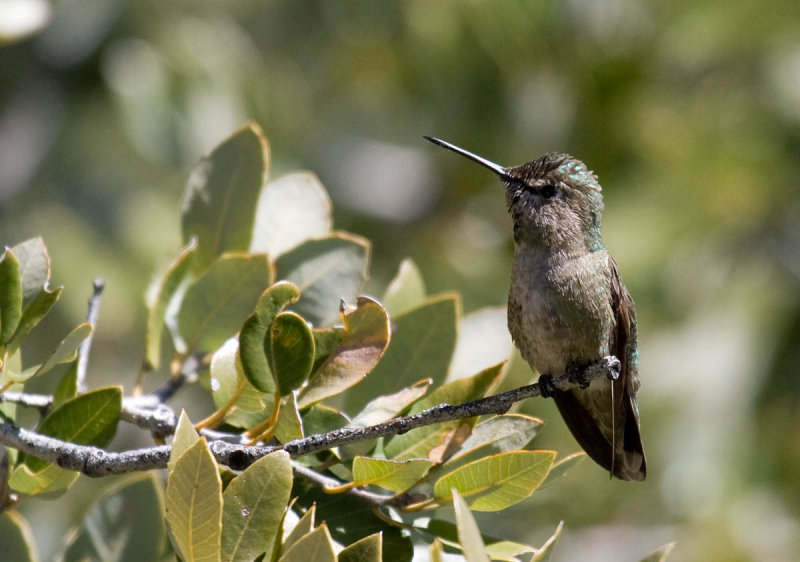 Annas Hummingbird