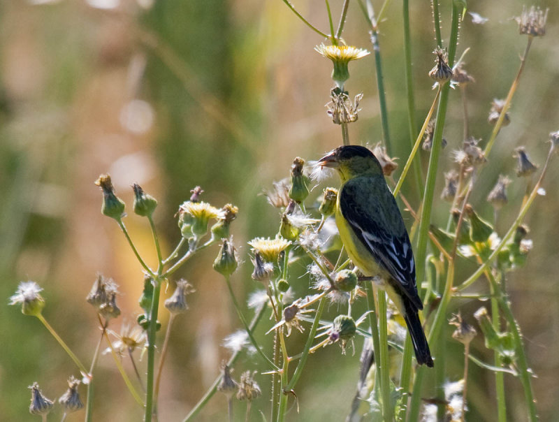 Lesser Goldfinch