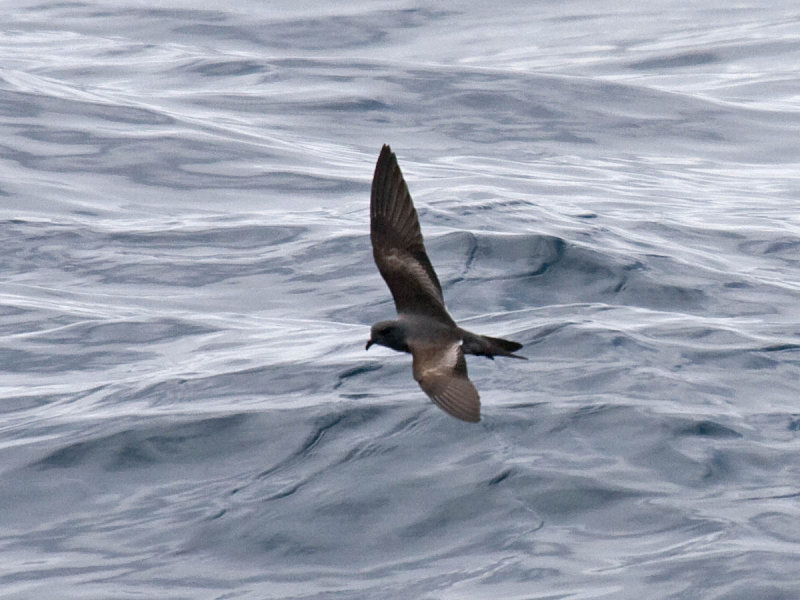 Ashy Storm-Petrel