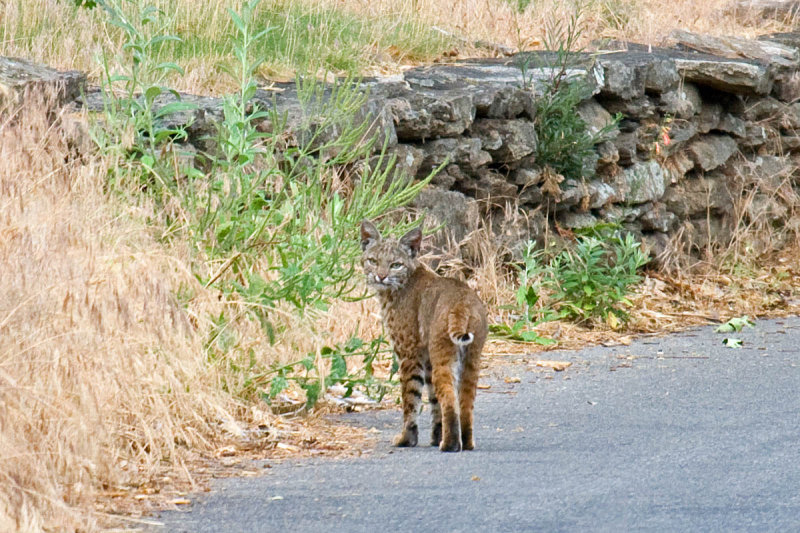 Bobcat