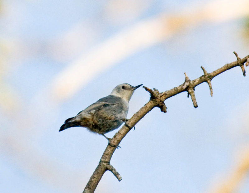 White-breasted Nuthatch