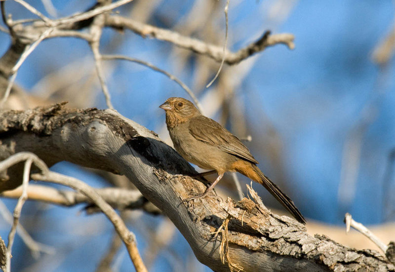 California Towhee