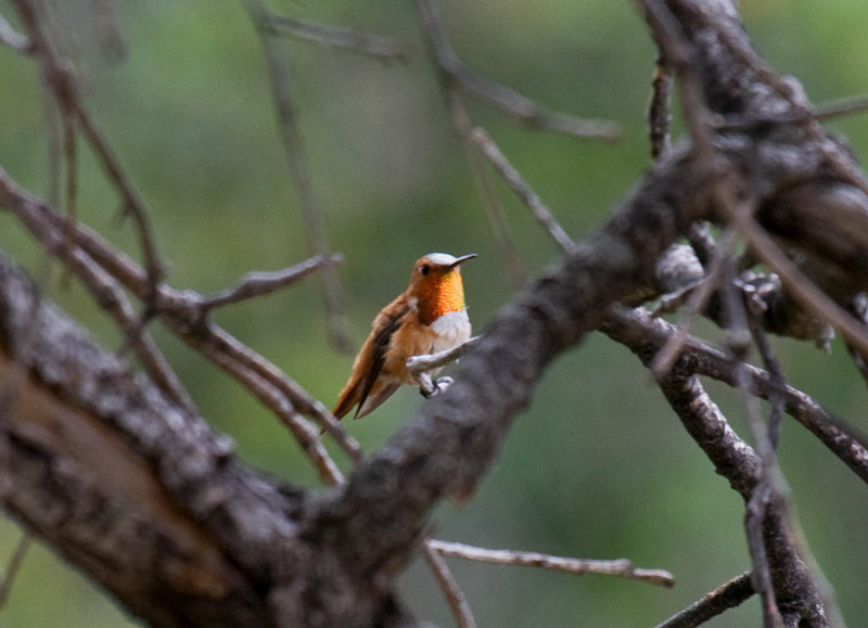 Rufous Hummingbird